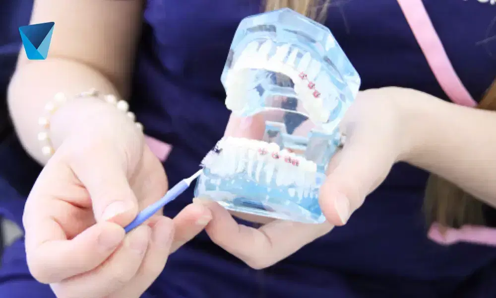 Explora las diversas funciones esenciales de los dientes en la salud bucal y el bienestar general. Descubre cómo contribuyen al habla, la estética facial y la digestión en este artículo de Dentistas por Chile. Funciones Clave de los Dientes: ¡Mucho Más que Masticar!